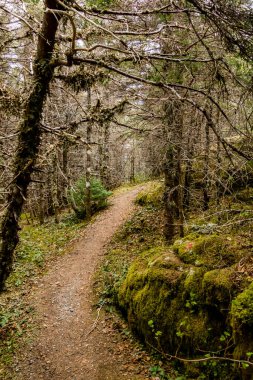 Deniz feneri yolu boyunca. İnek Başı, Newfoundland, Kanada