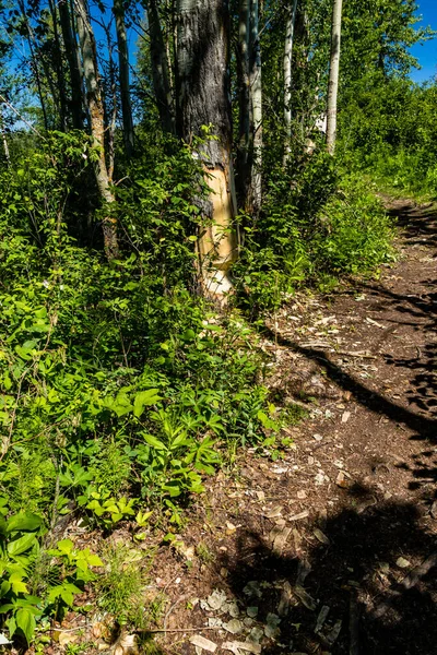 一个夏天在Amusk Wasch周围散步 Elk Island National Park Alberta Canada — 图库照片