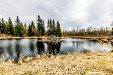 Astoria Gölü 'nde döküm gününde. Elk Adası Ulusal Parkı, Alberta, Kanada