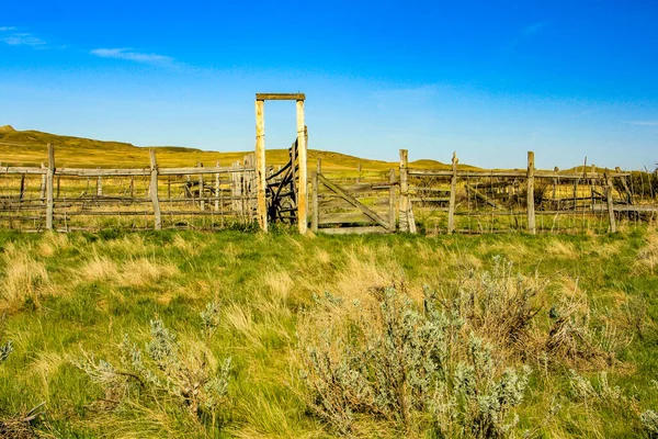 Yazın Dixon Çiftliği. Otlaklar. Ulusal Park, Saskatchewan, Kanada