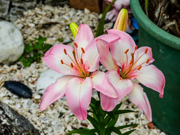Gyönyörű Színes Kerti Virágok Ranui Auckland Zéland — Stock Fotó