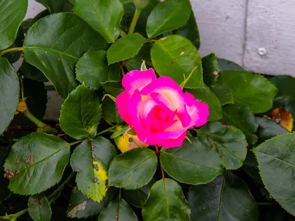 Piękne Kolorowe Kwiaty Ogrodowe Ranui Auckland Nowa Zelandia — Zdjęcie stockowe