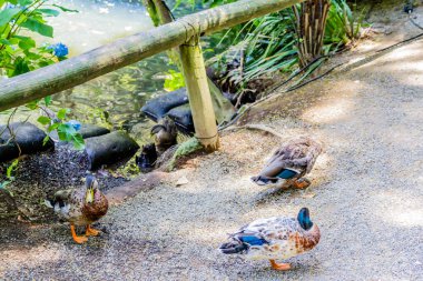 Pukekura Park botanik bahçesinde bir gezinti. Yeni Plymouth, Taranaki, Yeni Zelanda