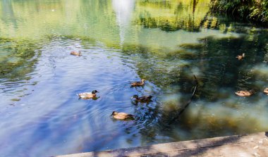 Pukekura Park botanik bahçesinde bir gezinti. Yeni Plymouth, Taranaki, Yeni Zelanda