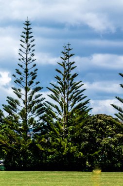 Peninsula 'nın etrafını görüyor. Stanmore Körfezi. Auckland, Yeni Zelanda