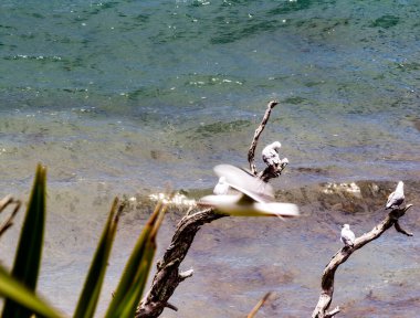 Martılar kıyıda takılmayı sever. Keçi Adası, Yeni Zelanda