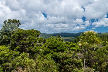 Waipua Ormanı, Dagraville, Yeni Zelanda 'da yürüyüş turu.