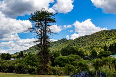 Waikato Nehri Ngaruawahai, Waikato, Yeni Zelanda 'dan akar.