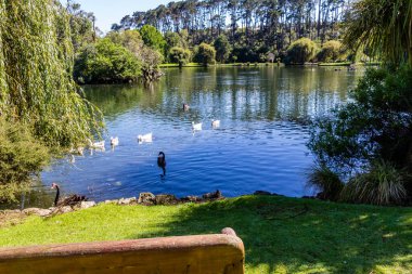 Ördekler, kuşlar, kuğular ve kazlar göletin içinde ve çevresinde eğleniyorlar. Western Springs Ördek Gölü, Auckland, Yeni Zelanda