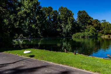 Ördekler, kuşlar, kuğular ve kazlar göletin içinde ve çevresinde eğleniyorlar. Western Springs Ördek Gölü, Auckland, Yeni Zelanda