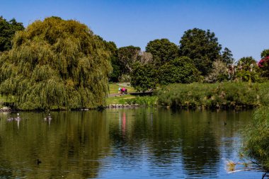 Ördekler, kuşlar, kuğular ve kazlar göletin içinde ve çevresinde eğleniyorlar. Western Springs Ördek Gölü, Auckland, Yeni Zelanda