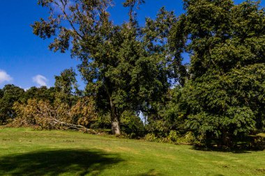 Batı Springs Ördek Gölü 'nde fırtına, Auckland, Yeni Zelanda