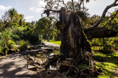 Batı Springs Ördek Gölü 'nde fırtına, Auckland, Yeni Zelanda