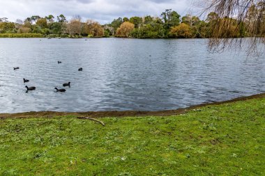 Ördekler, kuşlar, kuğular ve kazlar göletin içinde ve çevresinde eğleniyorlar. Western Springs Ördek Gölü, Auckland, Yeni Zelanda