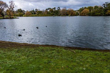 Ördekler, kuşlar, kuğular ve kazlar göletin içinde ve çevresinde eğleniyorlar. Western Springs Ördek Gölü, Auckland, Yeni Zelanda