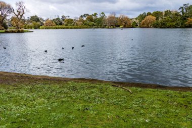 Ördekler, kuşlar, kuğular ve kazlar göletin içinde ve çevresinde eğleniyorlar. Western Springs Ördek Gölü, Auckland, Yeni Zelanda