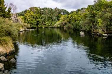 Ördekler, kuşlar, kuğular ve kazlar göletin içinde ve çevresinde eğleniyorlar. Western Springs Ördek Gölü, Auckland, Yeni Zelanda