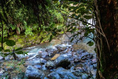 Waiau Kauri Korusu, Coromandel, Yeni Zelanda 'da bir mucize