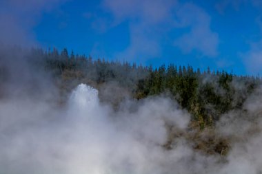 Lady Knox Gayzer patlamaya hazırlanıyor ve sonra patlıyor, Rotarua, Yeni Zelanda
