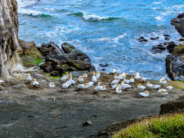 Muriwai Sahili 'ndeki sümsük kuşu kolonisi, Auckland, Yeni Zelanda