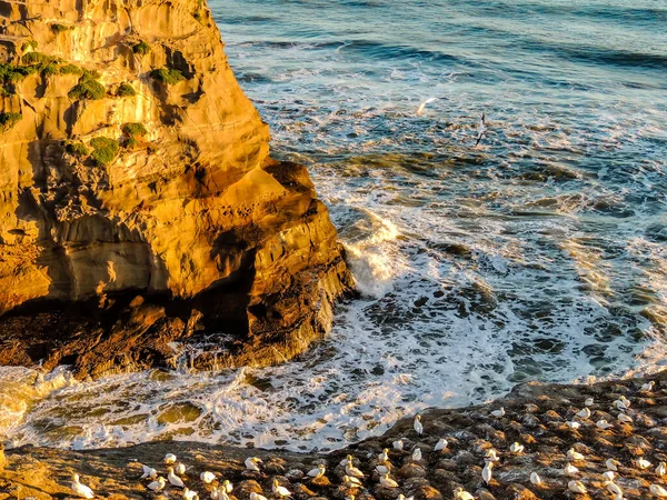 Ondas Acidente Terra Muriwai Beach Auckland Nova Zelândia — Fotografia de Stock