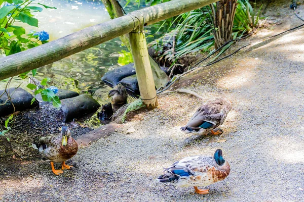竹倉公園植物園を散策 ニュープリマス タラナキ ニュージーランド — ストック写真