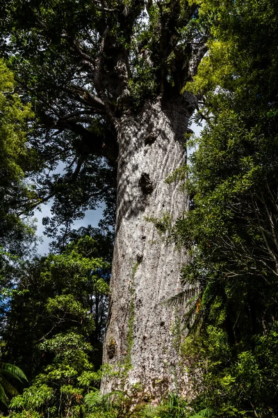 Waipua Ormanı Dagraville Yeni Zelanda Daki Nadir Kauri Ağacı — Stok fotoğraf