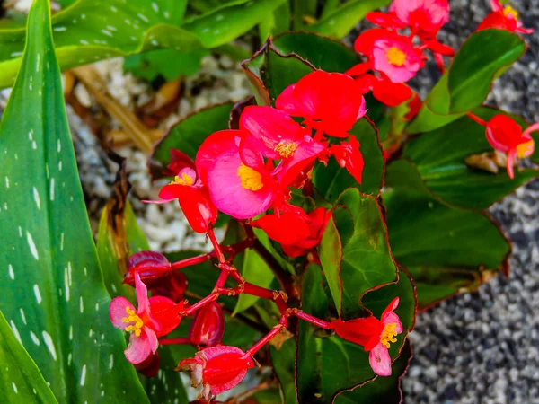 Gyönyörű Színes Kerti Virágok Ranui Auckland Zéland — Stock Fotó
