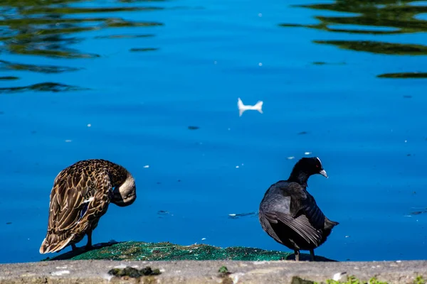 Patos Pájaros Cisnes Gansos Divierten Alrededor Del Estanque Estanque Del — Foto de Stock