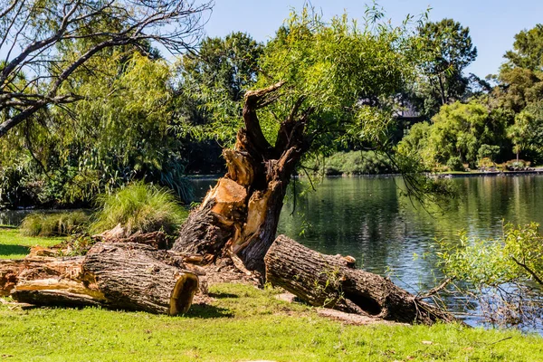 Danni Causati Western Springs Duck Pond Dopo Una Tempesta Auckland — Foto Stock