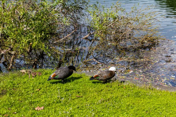Enten Vögel Schwäne Und Gänse Tummeln Sich Und Den Teich — Stockfoto