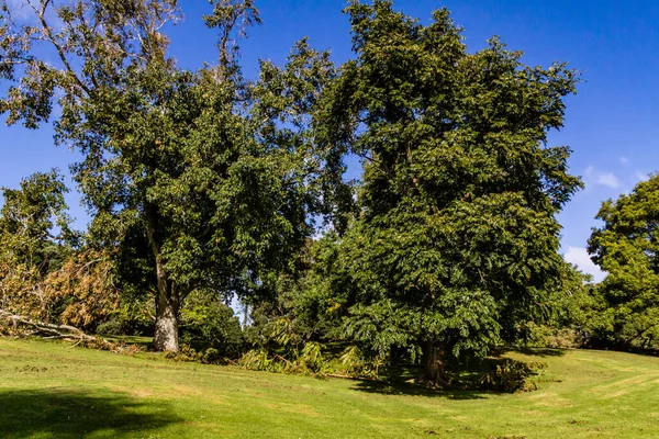 Danni Causati Western Springs Duck Pond Dopo Una Tempesta Auckland — Foto Stock