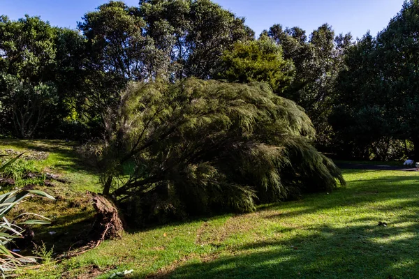 Danni Causati Western Springs Duck Pond Dopo Una Tempesta Auckland — Foto Stock