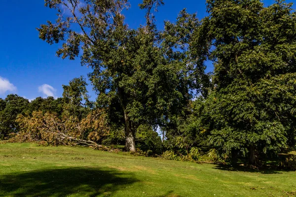 Danni Causati Western Springs Duck Pond Dopo Una Tempesta Auckland — Foto Stock