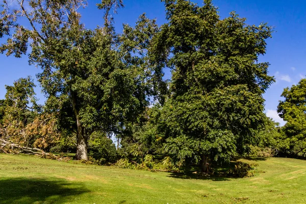 Danni Causati Western Springs Duck Pond Dopo Una Tempesta Auckland — Foto Stock