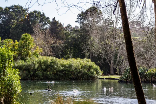 池塘里和池塘周围的鸭子 天鹅和鹅都是嬉戏的 新西兰奥克兰西泉鸭池 — 图库照片