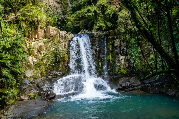 Ein Wunder Durch Waiau Kauri Grove Coromandel Neuseeland — Stockfoto