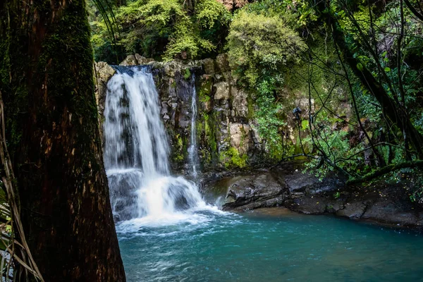 Ein Wunder Durch Waiau Kauri Grove Coromandel Neuseeland — Stockfoto