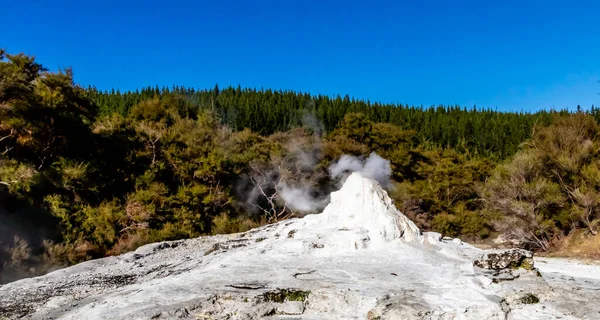 Lady Knox Geyser Prepara Para Explodir Depois Explodir Rotarua Nova — Fotografia de Stock