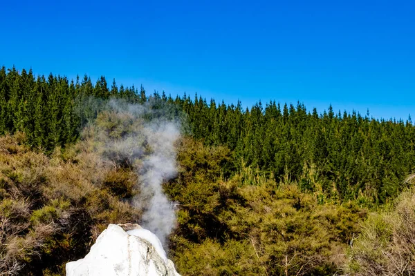 Lady Knox Geyser Prepara Para Explodir Depois Explodir Rotarua Nova — Fotografia de Stock