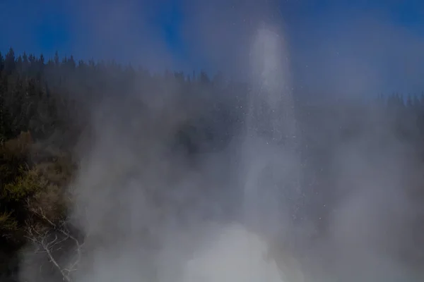 Lady Knox Geyser Prepara Para Explodir Depois Explodir Rotarua Nova — Fotografia de Stock