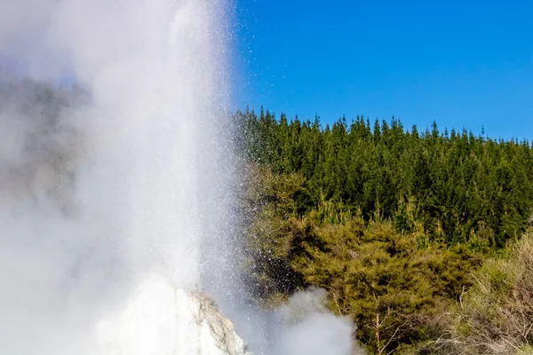 Lady Knox Geyser Prepara Para Explodir Depois Explodir Rotarua Nova — Fotografia de Stock