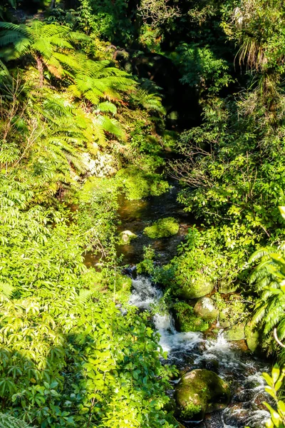 Paseo Por Los Hermosos Jardines Pukeiti Taranaki Nueva Zelanda —  Fotos de Stock