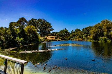 Bahçedeki gölün manzarası. Auckland Botanik Bahçeleri, Auckland, Yeni Zelanda