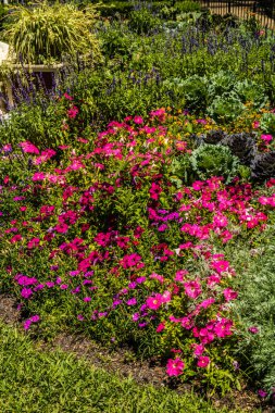 Busch Gardens, Tampa, Florida, ABD 'de yürürken