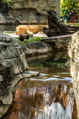 Busch Gardens, Tampa, Florida, ABD 'de yürürken