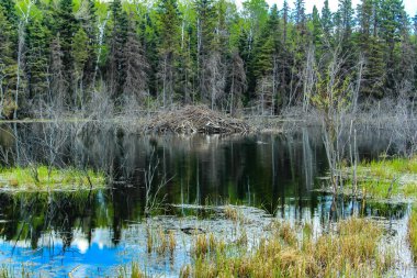 Yol kenarından bir manzara. Binicilik Dağı Ulusal Parkı, Manitoba, Kanada