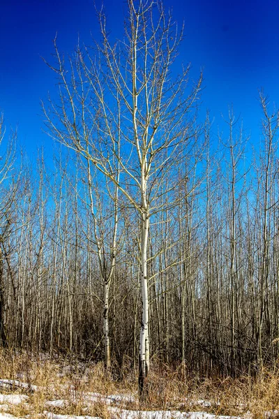 Astoria湖的冬季 Elk Island National Park Alberta Canada — 图库照片