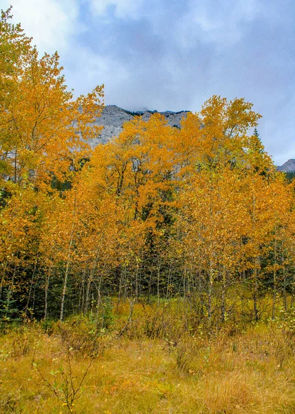 Φθινοπωρινά Χρώματα Όλο Τους Μεγαλείο Στο Bow Valley Parkway Εθνικό — Φωτογραφία Αρχείου