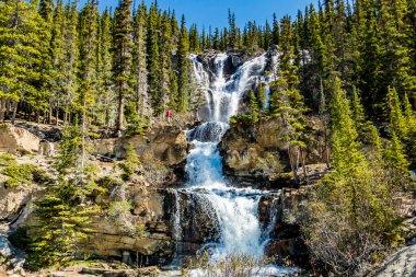 Tangle Creek Şelalesi baharın sonlarında müthiş gücünü gösteriyor. Jasper Ulusal Parkı, Alberta, Kanada